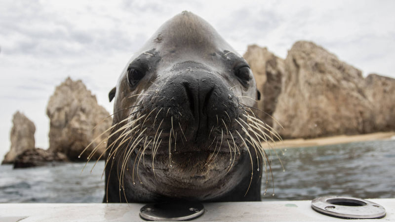 San Francisco Seals mascot was a real sea lion